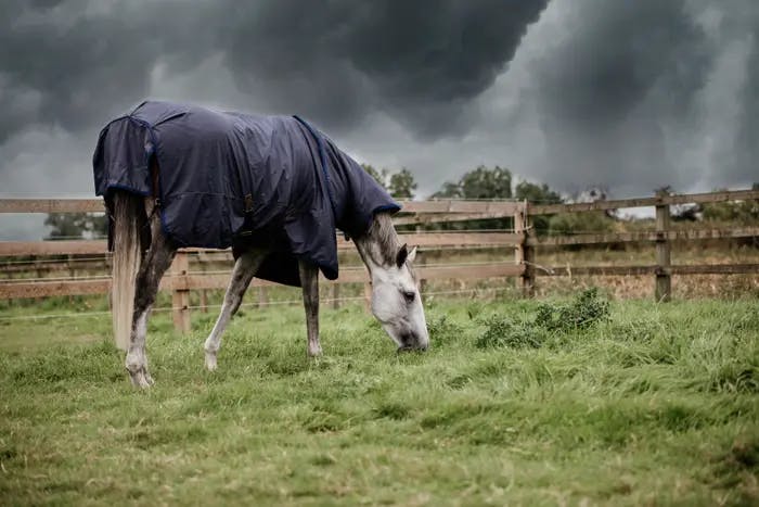 Turnout Rug All Weather Hurricane